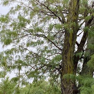 Meet your Posher, Aleshka